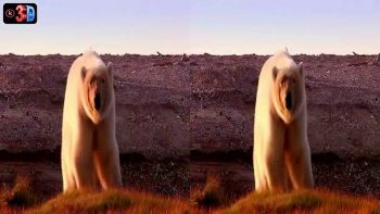 Polar Bears A Summer Odyssey (3D)